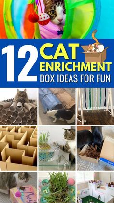 Boxes For Cats Diy, Diy Cat Stimulation, Easy Cat Enrichment, Enrichment Activities For Cats, Homemade Kitten Toys, Diy Cat Enrichment Toys, Cat Enrichment Toys, Diy Cat Projects, Diy Cat Puzzles