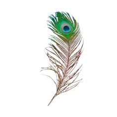 a single peacock feather on a white background