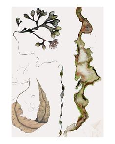 three different types of leaves and branches on a white background