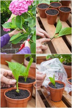 four pictures showing different stages of growing flowers