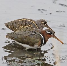 two birds are standing in the water together