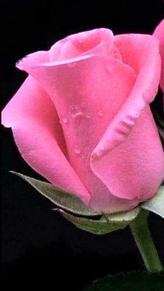 two pink roses with water droplets on them