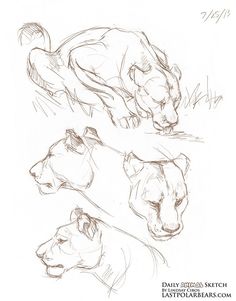 three different angles of the same animal's head and body, with one being drawn in