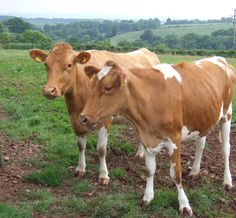 two brown cows standing next to each other on a lush green field