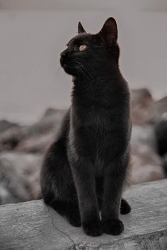 a black cat sitting on top of a stone wall next to rocks and water in the background