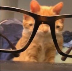 an orange cat wearing glasses looking at itself in front of it's own reflection