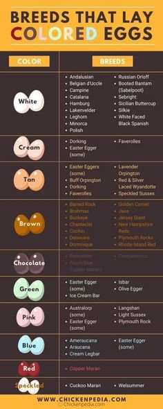 an info sheet showing the different types of eggs in each egg color and size, with their names