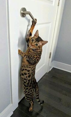 a cat standing on its hind legs and reaching up to the door handle