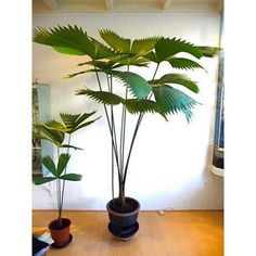 two potted plants sitting on top of a wooden table