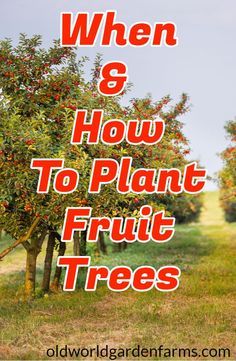 an apple tree with the words when and how to plant fruit trees in front of it