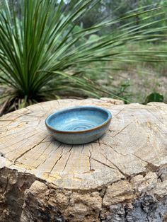 a blue bowl sitting on top of a tree stump