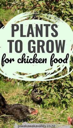 some chickens are standing in the grass near trees and bushes with a sign that says plants to grow for chicken food