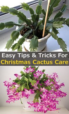 christmas cactus care tips for indoor plants, including flowers and leaves in pots with text overlay that reads easy tips & tricks for christmas cactus care