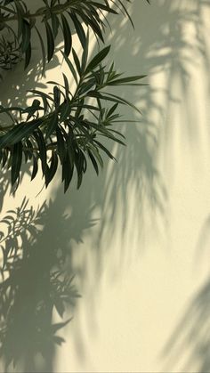 the shadow of a palm tree is cast on a white wall with shadows from leaves