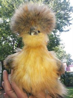 a person holding a chicken in their hand with a fuzzy hair on it's head