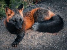 an orange and black fox laying on top of a dirt ground next to bushes with the caption firefox