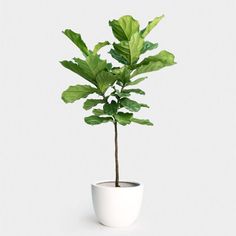 a potted plant with green leaves on a white background in the shape of a houseplant