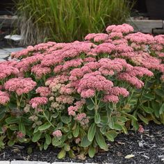 some pink flowers are growing in the dirt