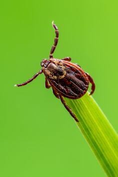 How To Keep Ticks Out Of A Yard - 3 Natural Solutions To Kill Ticks! Natural Insecticide, All Natural Cleaners, Tick Repellent, Kill Mosquitos, Garden Insects, Garden Pest Control