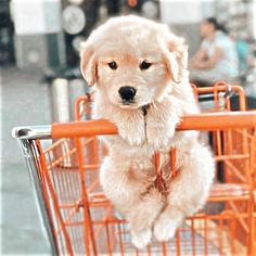 a white puppy sitting on top of a shopping cart