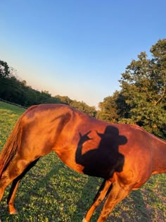 the shadow of a horse is cast on it's back as it grazes