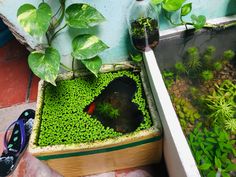 a planter filled with green plants next to a tub full of water and dirt