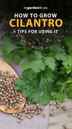 a wooden spoon filled with cllantro next to some green leaves on top of a table