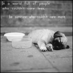 a dog laying on the ground with its head down next to a bowl and cup