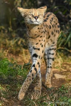 a cat walking across a dirt road next to grass and trees in the background with its eyes closed