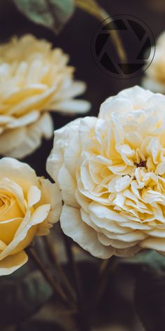 some white and yellow flowers on a black background