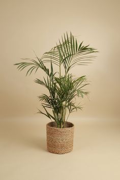 a plant in a woven pot on a beige background