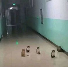 four cats sitting in the middle of a long hallway with green lights on either side