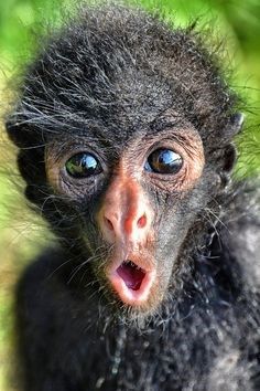 a close up of a monkey with its mouth open