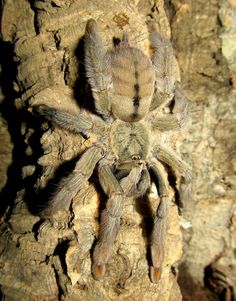 a large spider sitting on top of a tree