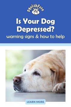 Depression in dogs is real. Discover the key signs of dog depression, how changes in dog behavior can signal underlying issues, and dog care tips for helping your precious pup. This article shares practical pet advice to enhance pet health and overall well being and is a must for all dog owners. Get these dog care and dog health tips at Squishface when you read now! | dog remedies