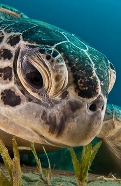 a close up of a turtle swimming in the water with seaweed on the bottom