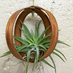 an air plant hanging from a circular wooden holder