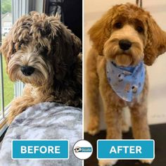 before and after photos of a dog grooming