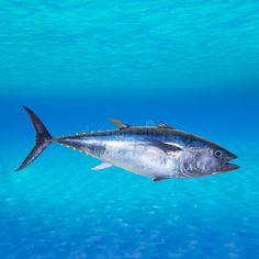 a large fish swimming in the ocean with blue water and sunlight shining on it's surface