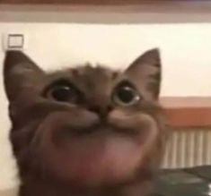 a close up of a cat making a funny face with its mouth open and tongue out