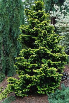 an evergreen tree in the middle of a garden