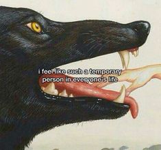 a black dog with its mouth open and the words i feel like such a temporary person in everyone's life