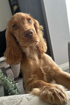 a brown dog sitting on top of a couch next to a plant