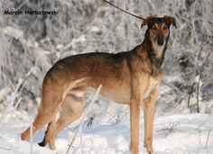 a large brown dog standing in the snow