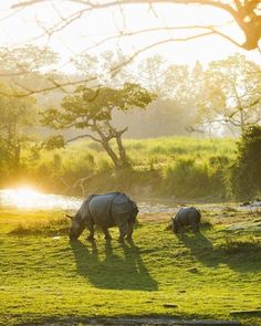 two rhinos are grazing in the grass