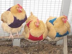 three chickens wearing sweaters and standing next to each other on a fenced in area