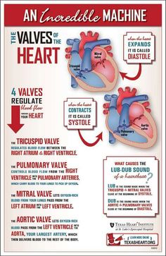 an overview of the valves of the heart info sheet with instructions on how to use it