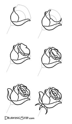 how to draw roses step by step