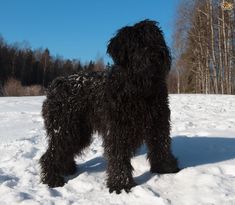 a shaggy black dog standing in the snow