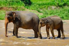 two elephants are standing in the water together